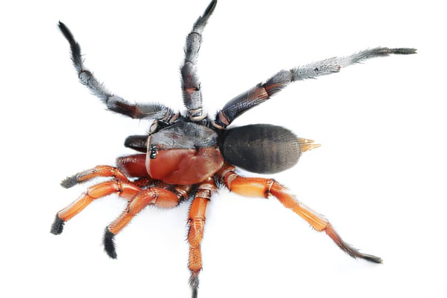 El descubrimiento de una araña con una combinación perfecta de rasgos masculinos y femeninos en los bosques de Tailandia abre nuevas preguntas sobre la evolución y las mutaciones genéticas en los artrópodos.
