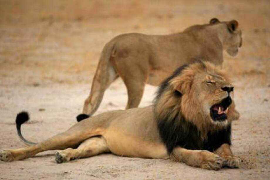 Arrancó operativo de traslado de nueve leones de Bucaramanga a Bogotá