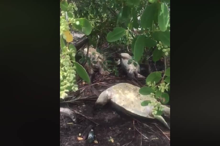 En el vídeo se pueden ver varias tortugas muertas en los manglares. / Tomada del vídeo.