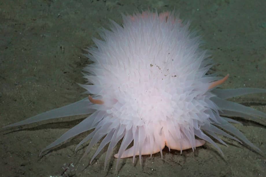 Un nudibranquio hallado a 3.125 metros de profundidad en el Cañón del Río de la Plata.