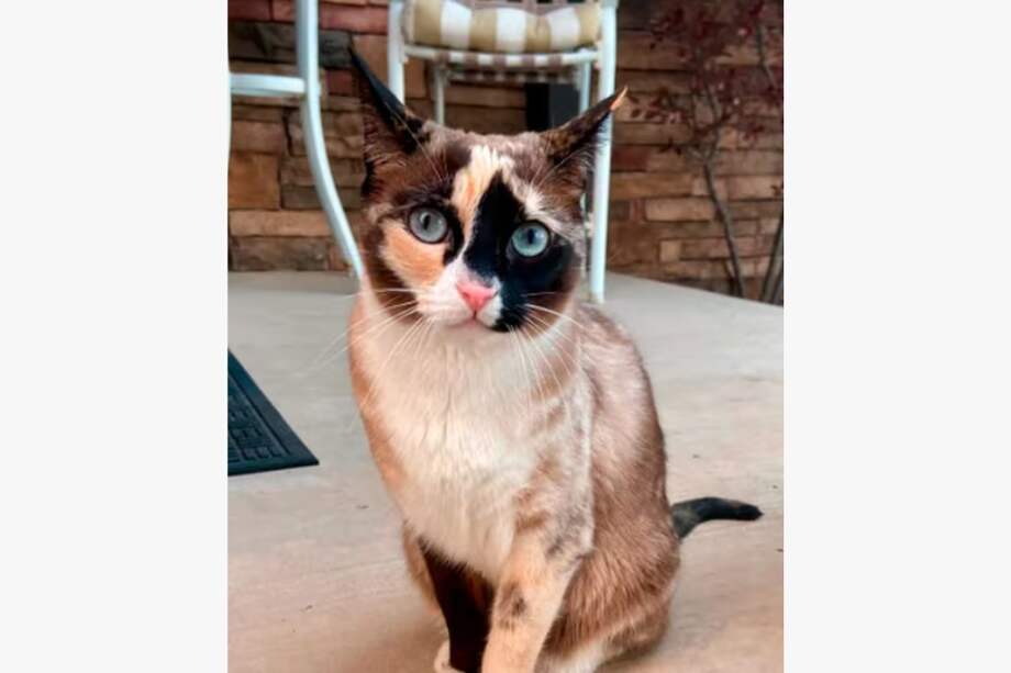 Galena es el nombre de la gata que viajó 6 días sin agua o comida.