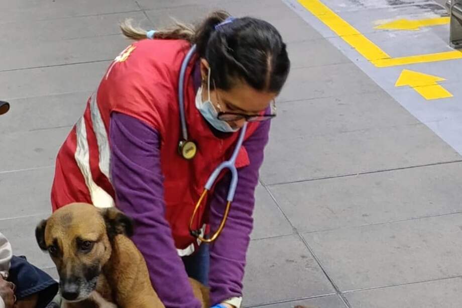 Perra que era usada para mendicidad en Transmilenio fue rescatada