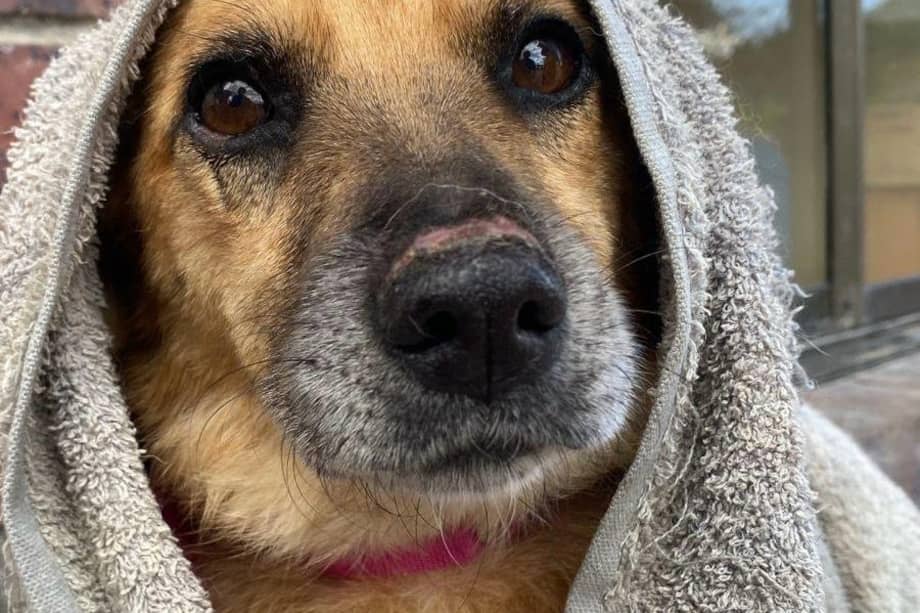 Caramelito es un perro de seis años tranquilo, noble y cariñoso.