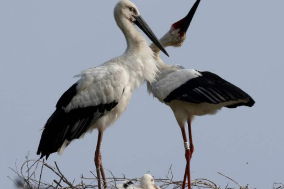 Pareja de cigüeñas orientales y su polluelo. / EFE/JEON