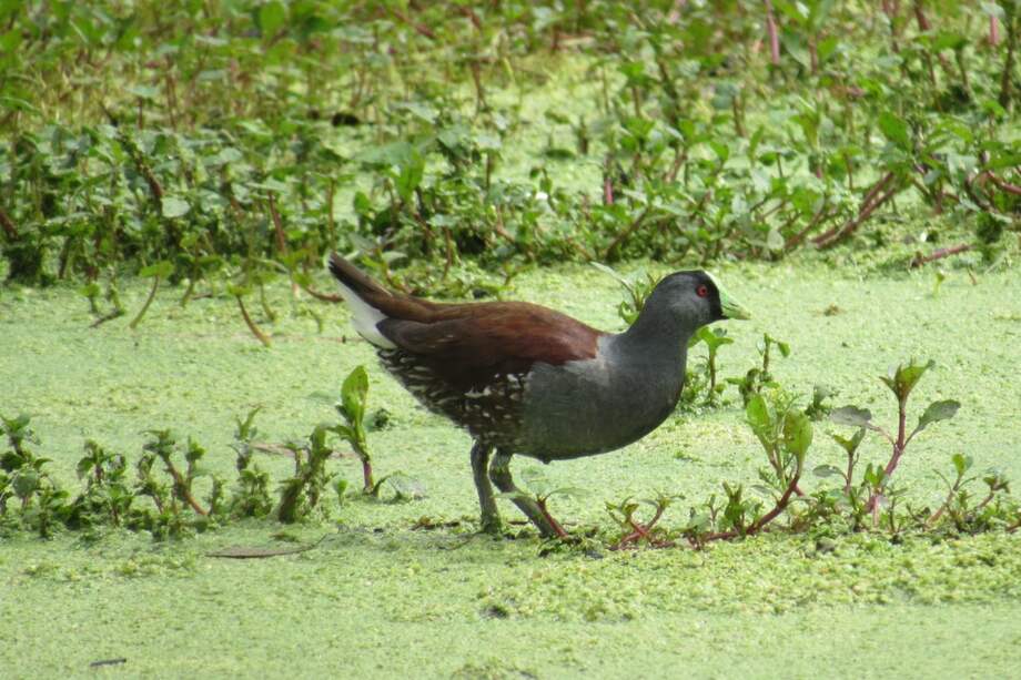 El 9 de mayo se conmemoró el día internacional de las aves. / CAR Cundinamarca
