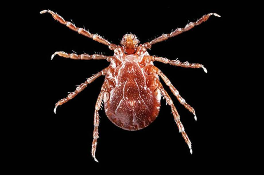 La garrapata de cuernos largos descubierta en 2017 en la costa este de EE UU se propaga muy rápidamente. /