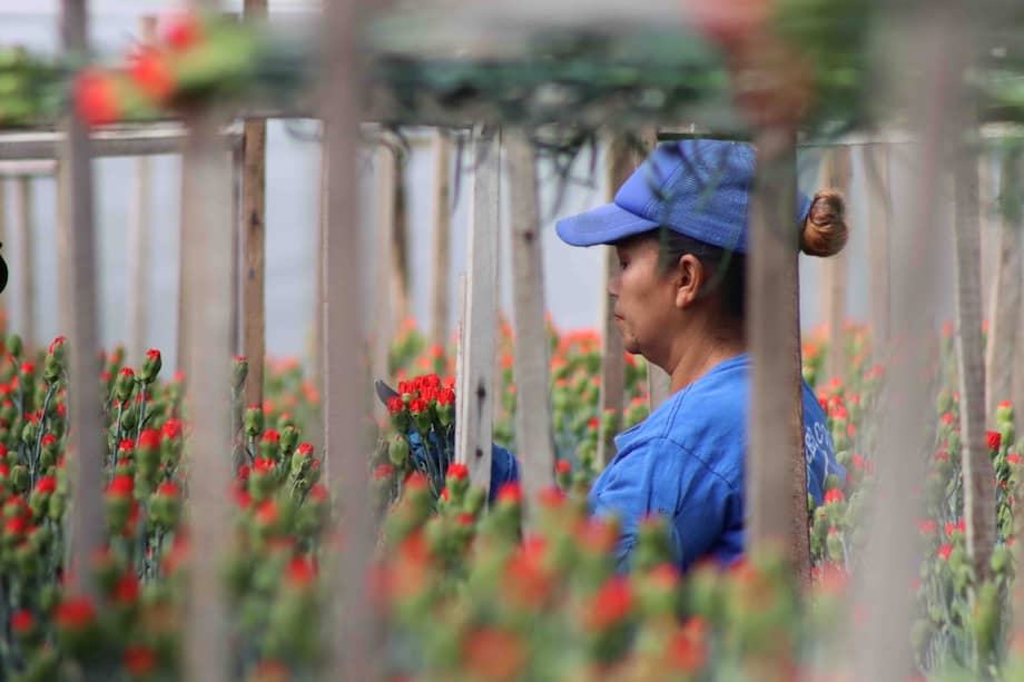 Entre muchos otras virtudes, las flores comenzaron a tener un rol cultural relevante por su valor aromático y decorativo.