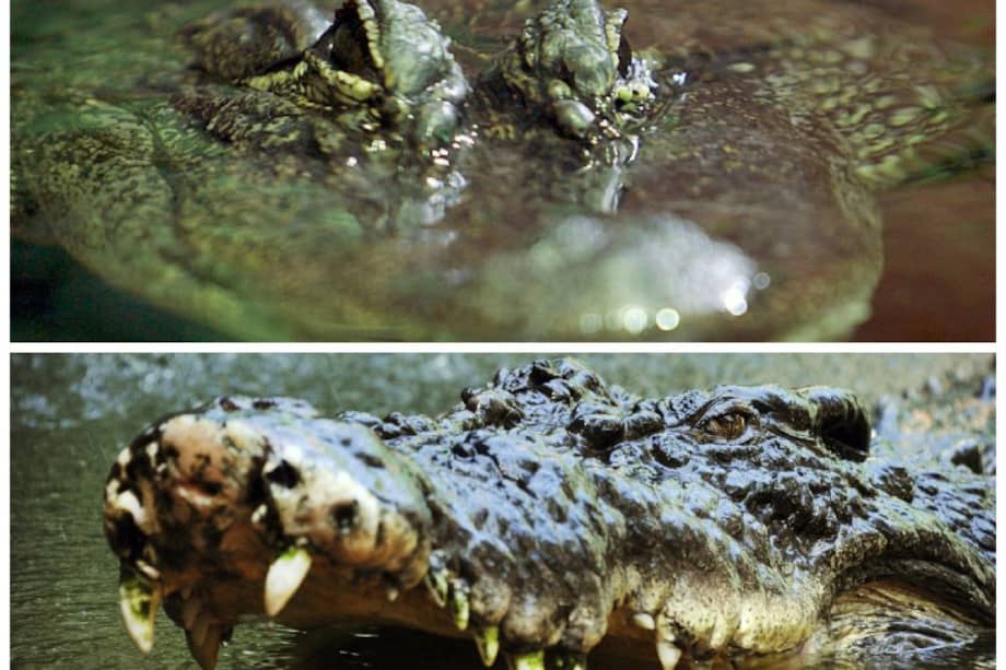 Archivo EFE / Archivo EFE