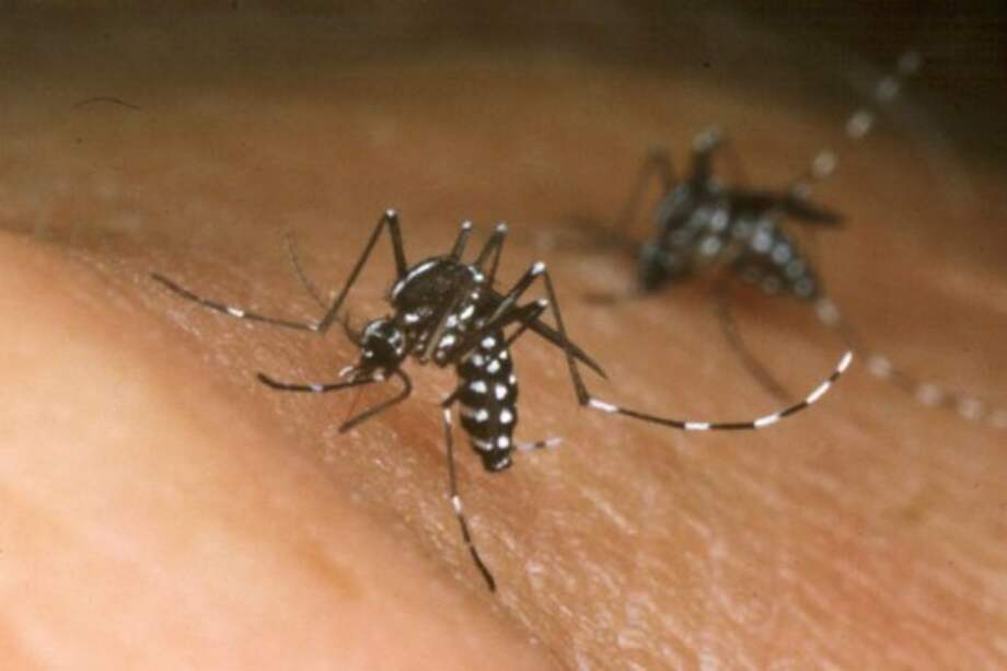 Confirman tres casos de chikunguya en Antioquia