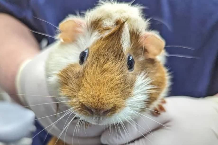 DiscoPig, como se llama el animal, fue abandonado en la estación Canning Town, en el este de Londres, Inglaterra.