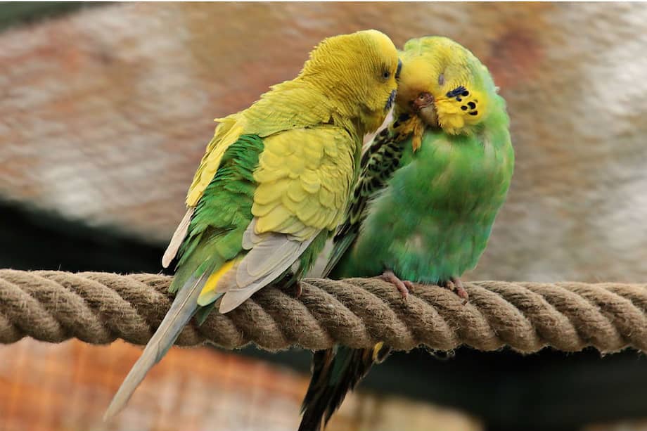 La aparición de la monogamia sigue siendo un misterio evolutivo. Cerca del 90% de las aves son monogamas, pero apenas el 3% de los mamíferos lo son. / Pixabay