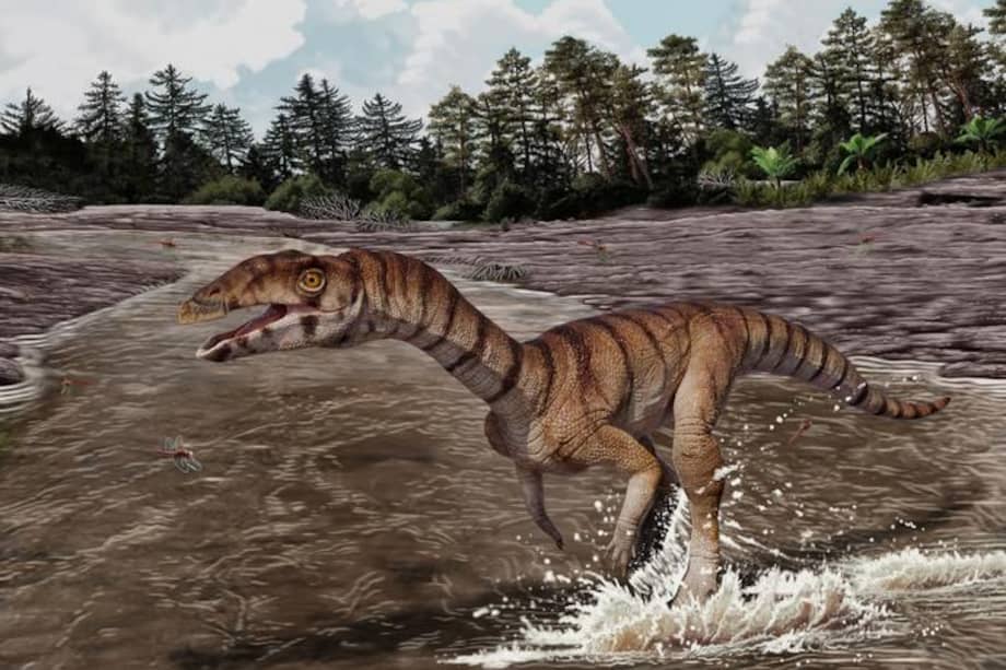Reconstrucción de Labrujasuchus expectatus, una nueva especie de Shuvosauridae de rocas del Triásico Superior de Ghost Ranch, Nuevo México. /Jorge González, © NHMLAC Dinosaur Institute