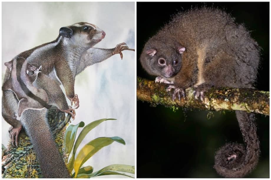La zarigüeya pigmea de dedos largos (Dactylonax kambuayai) y el petauro de cola anillada (Tous ayamaruensis) fueron encontrados recientemente en Nueva Guinea.