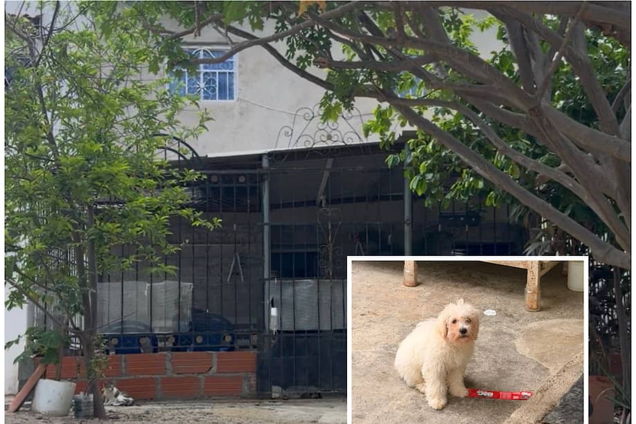 Lombi, el cachorro de un año y cinco meses cuya muerte desató indignación en Santa Marta. Su caso hoy es investigado por la Fiscalía en medio de versiones contrapuestas sobre lo ocurrido.