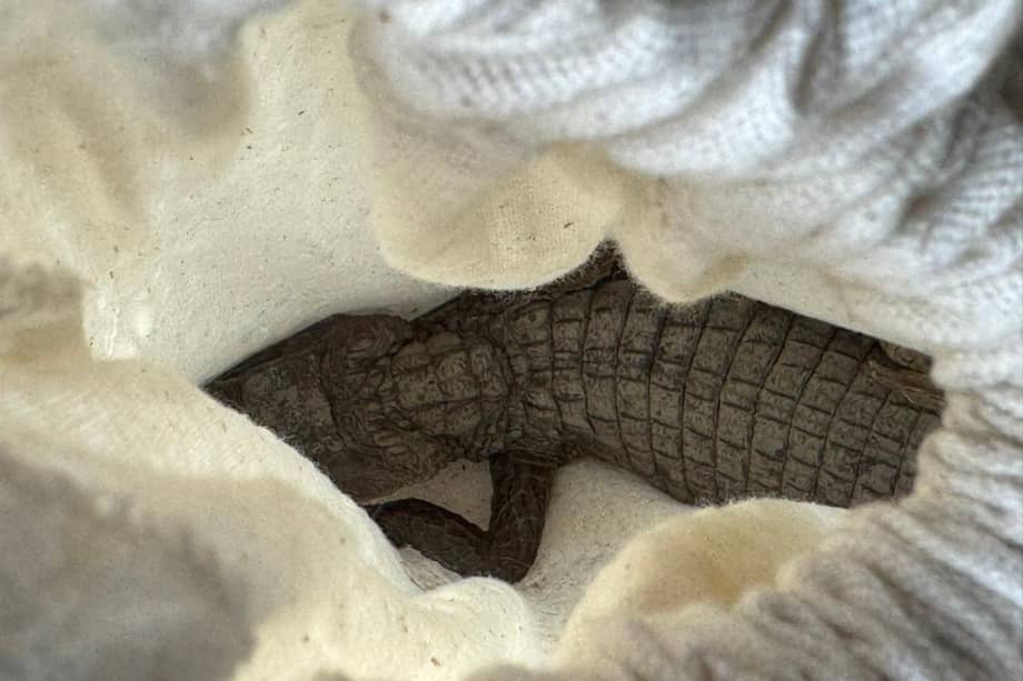 Durante el operativo se rescataron dos babillas y una tortuga icotea. Ambas especies se encuentran en peligro de extinción por el comercio de pieles, tráfico de especies y el consumo de su carne y huevos.