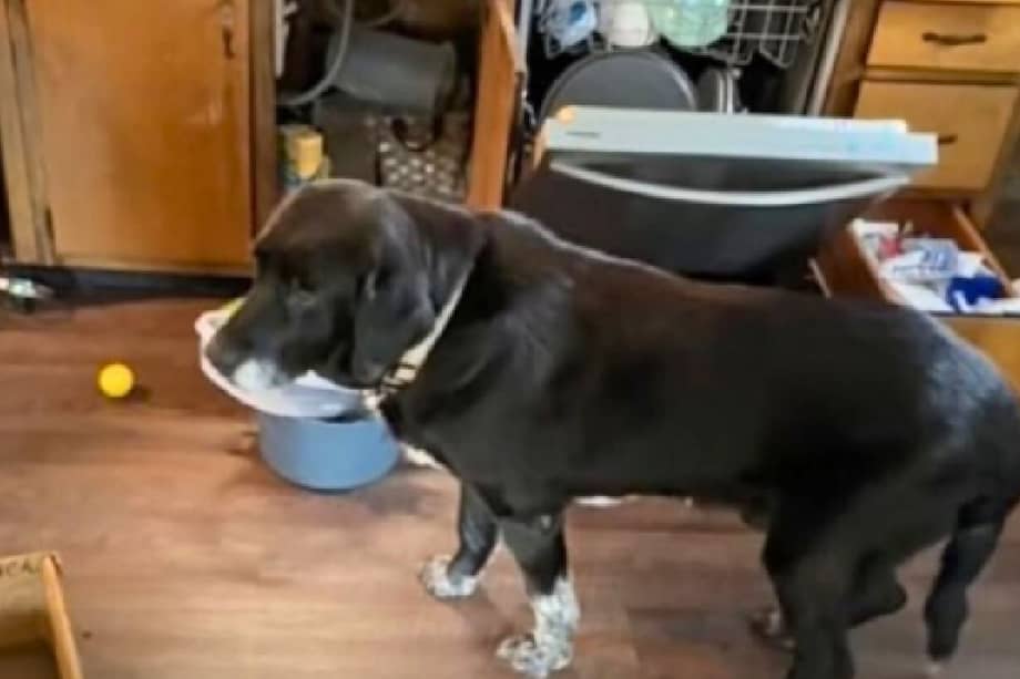 Fred pasó del abandono a la compañía gracias a quienes decidieron no dejarlo atrás.