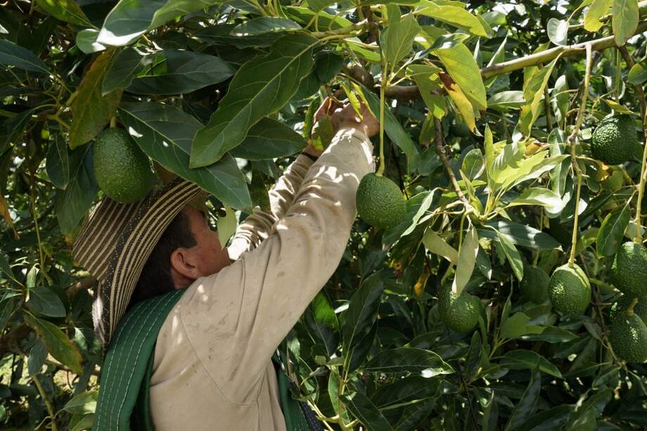 La dinámica de la actividad agropecuaria puede ayudar a impulsar la economía en el posconflicto. / Bloomberg