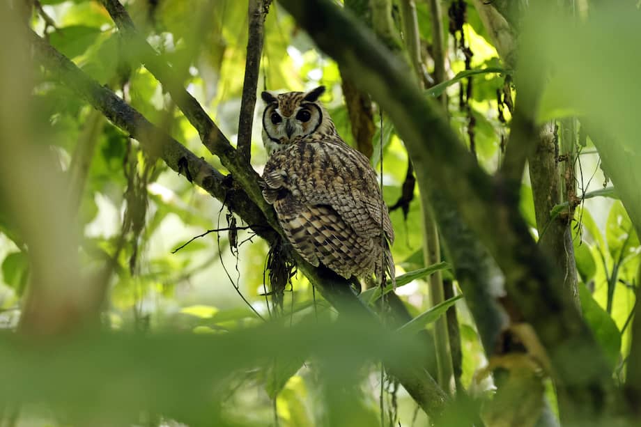 El Banco de Cantos reúne 150 registros sonoros de 60 especies que habitan los ecosistemas de Bogotá.