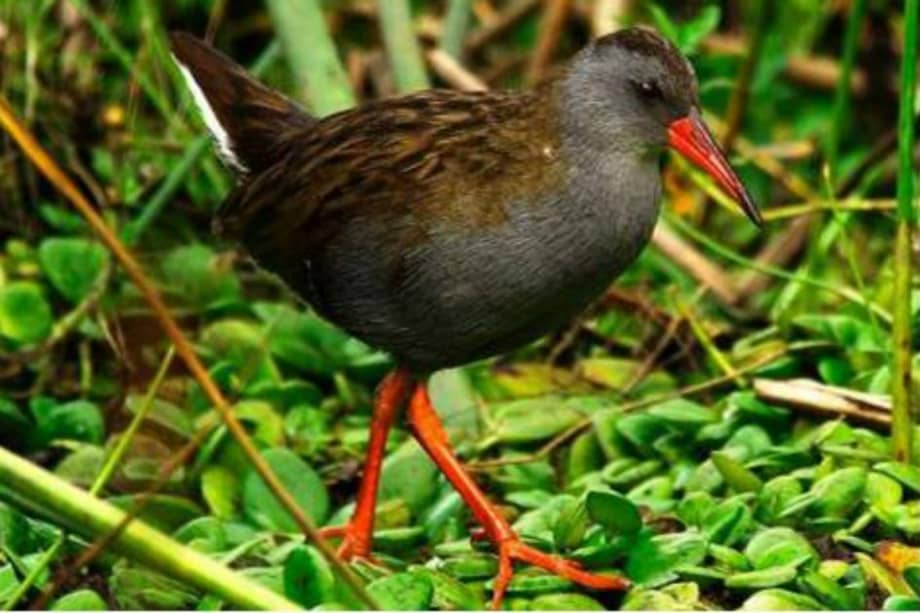 Ministerio de Ambiente y Desarrollo Sostenible / Ministerio de Ambiente y Desarrollo Sostenible
