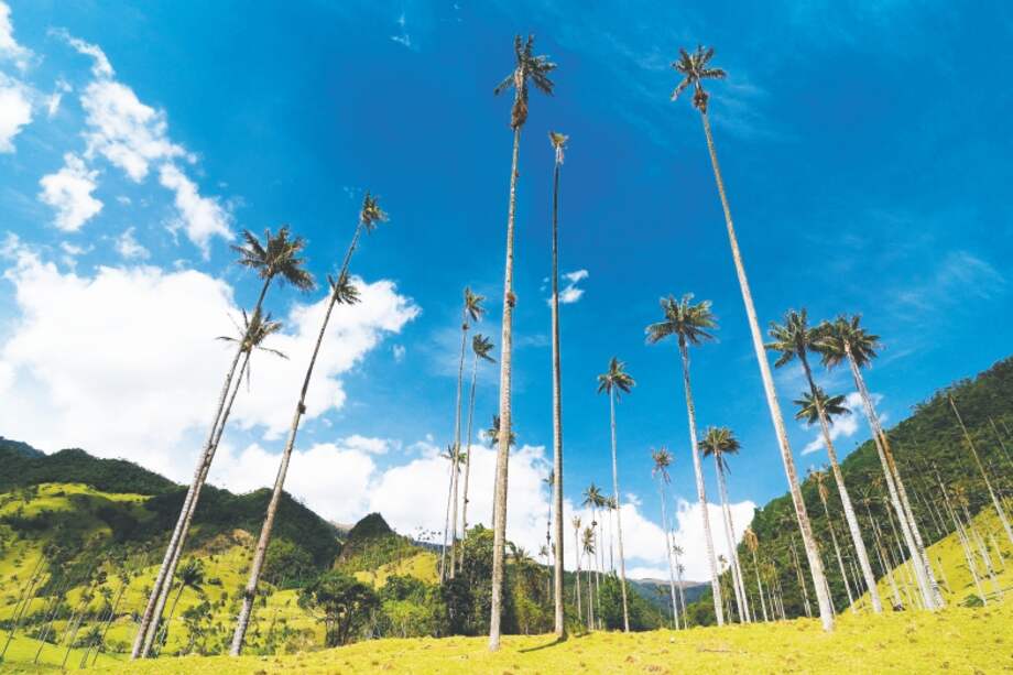 Puede usar hojas de plantas que crezcan en su jardín para celebrar el Domingo de Ramos. / Cortesía Jardín Botánico de Bogotá
