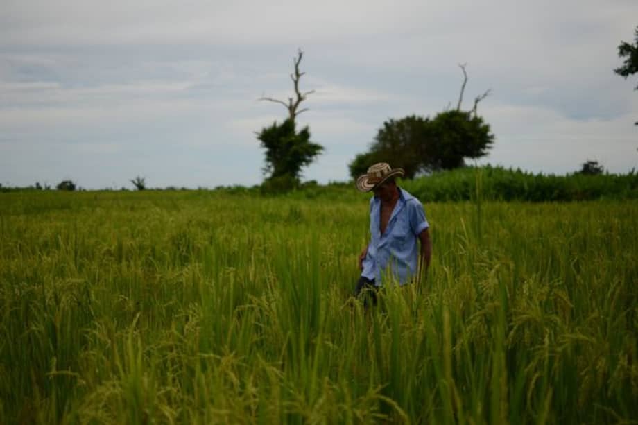 Los bancos de semillas contribuyen al rescate, conservación y reproducción de variedades locales que son genéticamente más diversas.