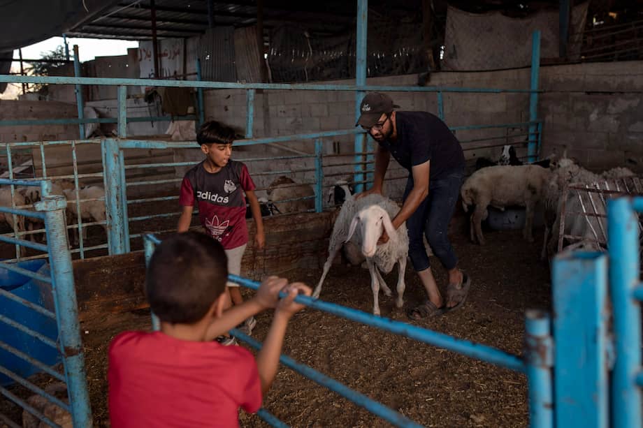 Foto de referencia. Un grupo de niños permanece junto a los animales en un establo del campamento de Jan Yunis, al sur de la Franja, en medio del conflicto.