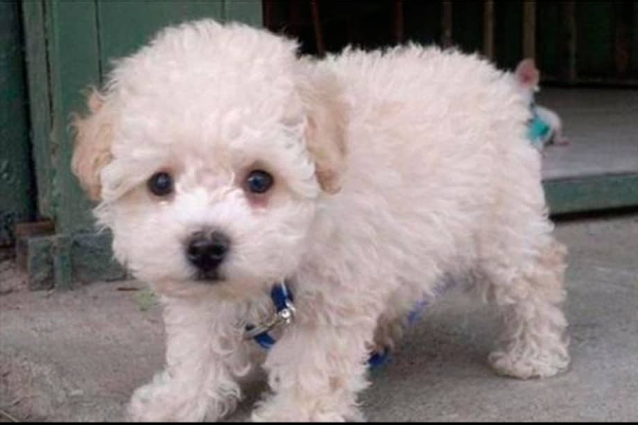 Buddy, el cachorro retenido en el aeropuerto de El Prat.