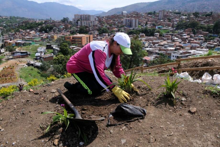 La siembra de plantas es una de las formas que utiliza la comunidad para la recuperación del cerro de Moravia. / Luis Benavides