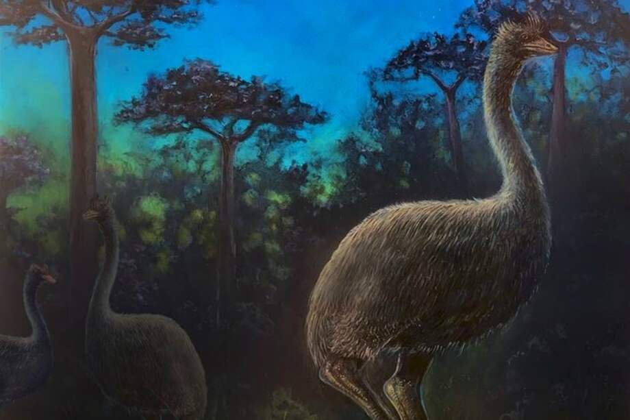 El pájaro elefante dependía del olfato y se alimentaba en las noches. / Universidad de Texas, Austin