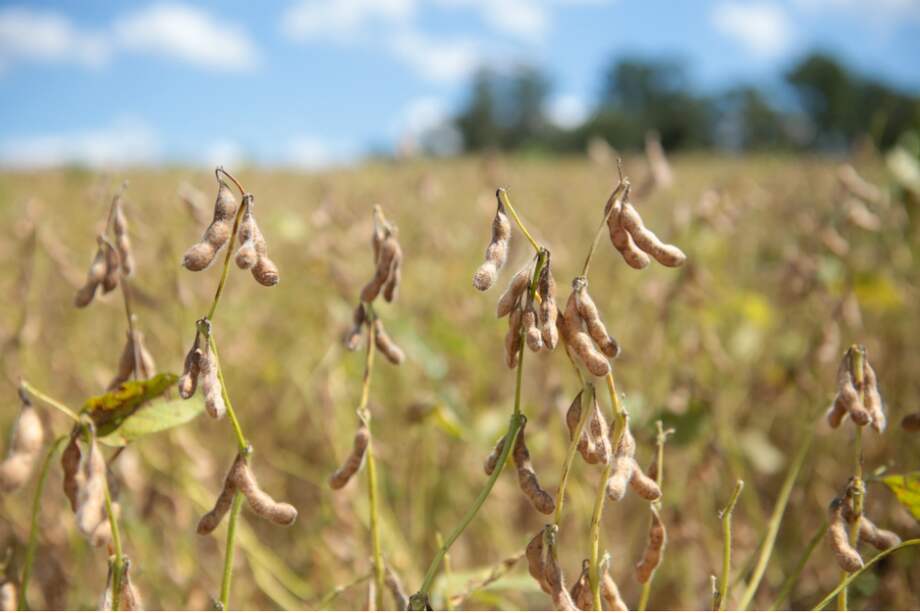 Los agricultores estadounidenses están perdiendo su ventaja competitiva en los mercados agrícolas a medida que crece la producción brasileña. Imagen de referencia.
