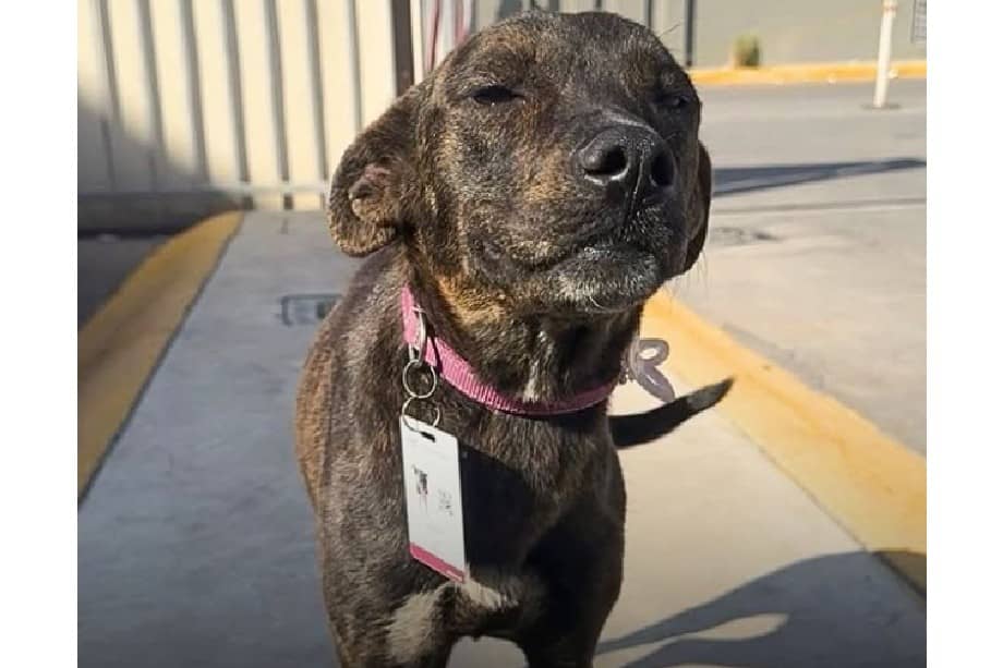 Huesita es la nueva "Guardia Canina Vizcaya", nombrada formalmente por las autoridades de la institución.