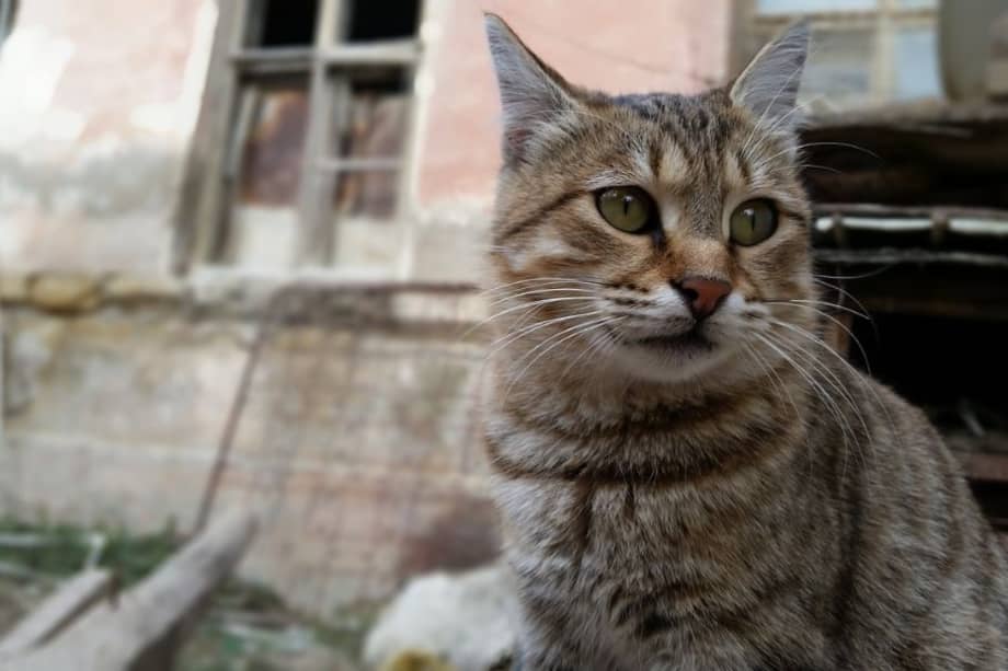 Las primeras horas tras la desaparición de un gato son cruciales: una búsqueda activa y el apoyo de la comunidad pueden ser determinantes para lograr su regreso a casa.