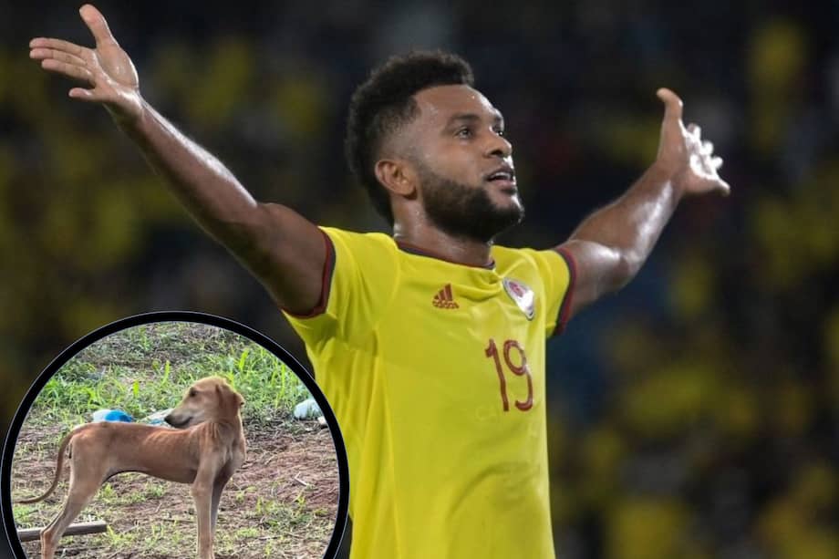 Imágenes difundidas en plataformas digitales evidenciaron el momento en que el futbolista brinda ayuda y cuidados a un animal en condición de vulnerabilidad.