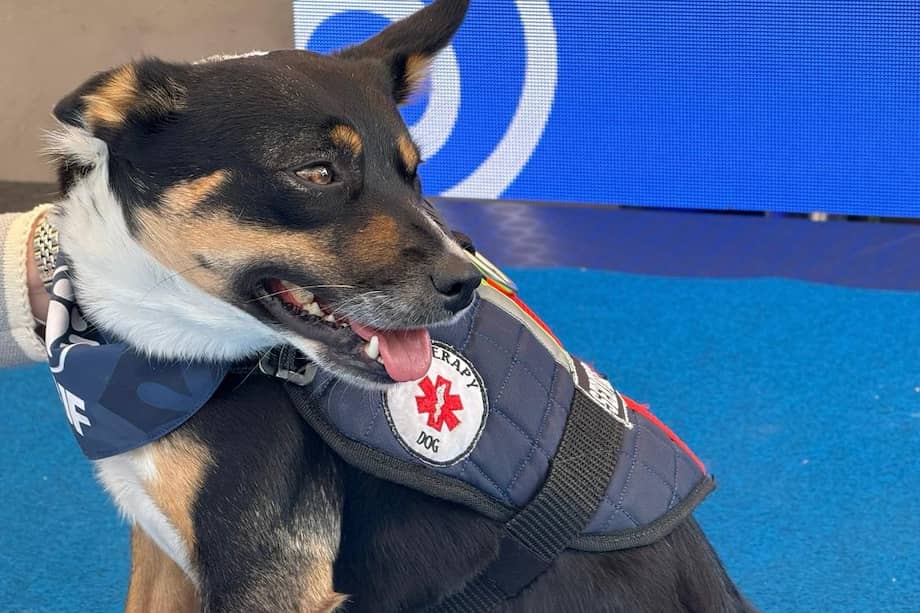 Lassie y Hulk, integrantes del Escuadrón WUF, brindan acompañamiento emocional a visitantes que atraviesan momentos de ansiedad en el centro comercial Plaza de las Américas.