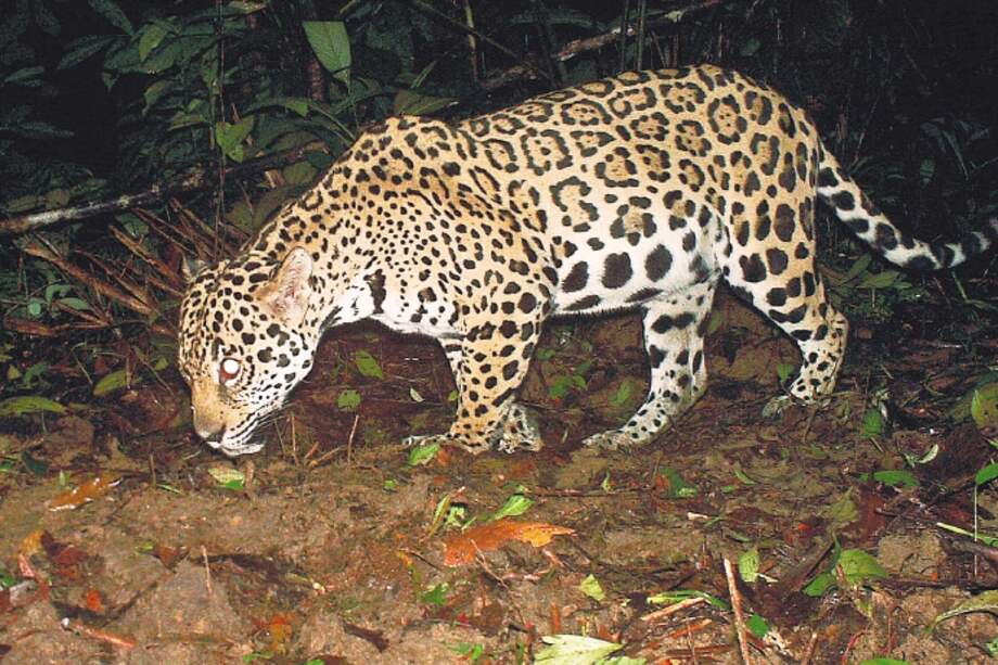 El estudio recolectó información de 117 cámaras trampa. / Cortesía Panthera