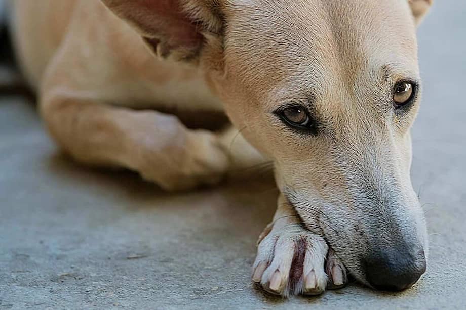 Pepa es una perrita dulce, cariñosa y tranquila.