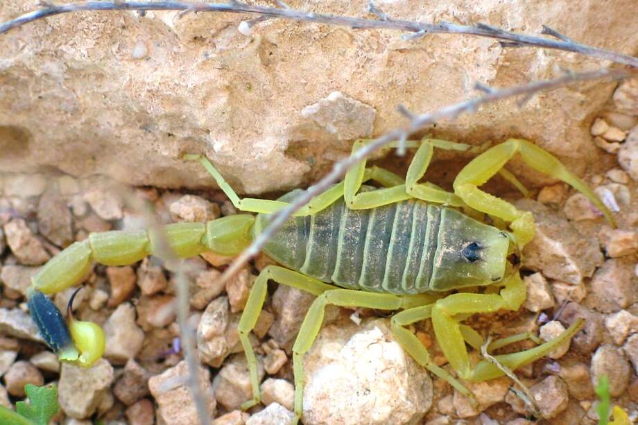 Escorpión amarillo gigante de Israel / Wikipedia