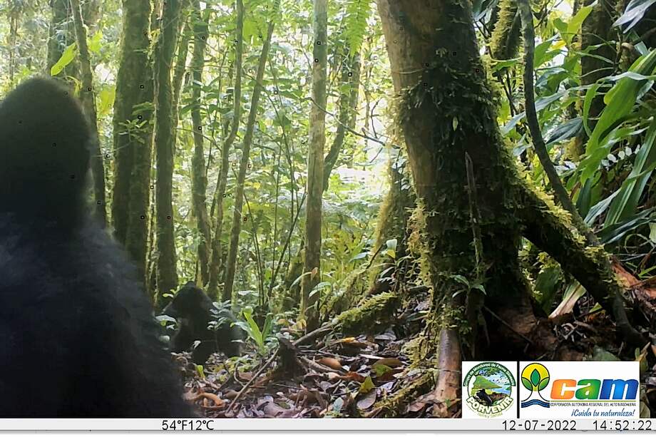 La osa Trompas y su osezno Inti, vistos en Pitalito (sur del Huila).