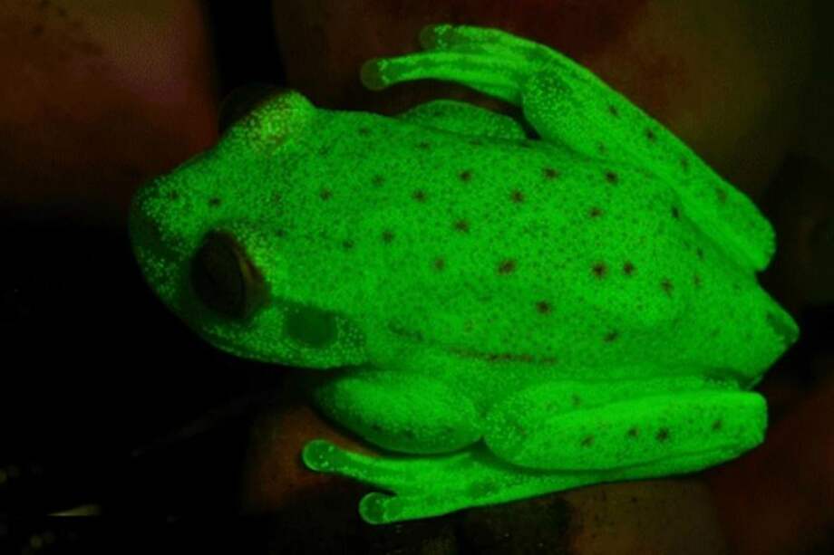 Esta es la rana punteada, cuyo color es fluorescente y que fue descubierta por científicos en una provincia en Argentina. / J, Faivovich / C. Taboada