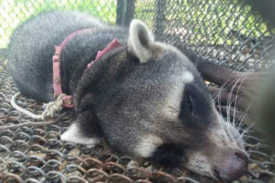 Cortesía / Cortesía
