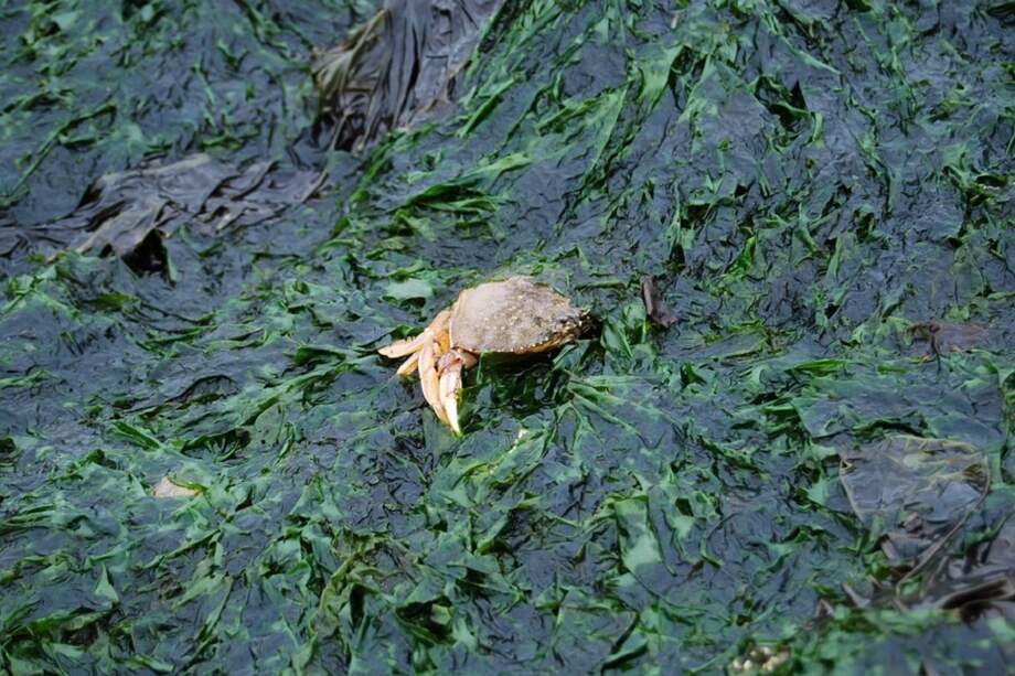 La aparición de las algas desencadenó una de las revoluciones ecológicas más profundas de la historia de la Tierra, / Pexels