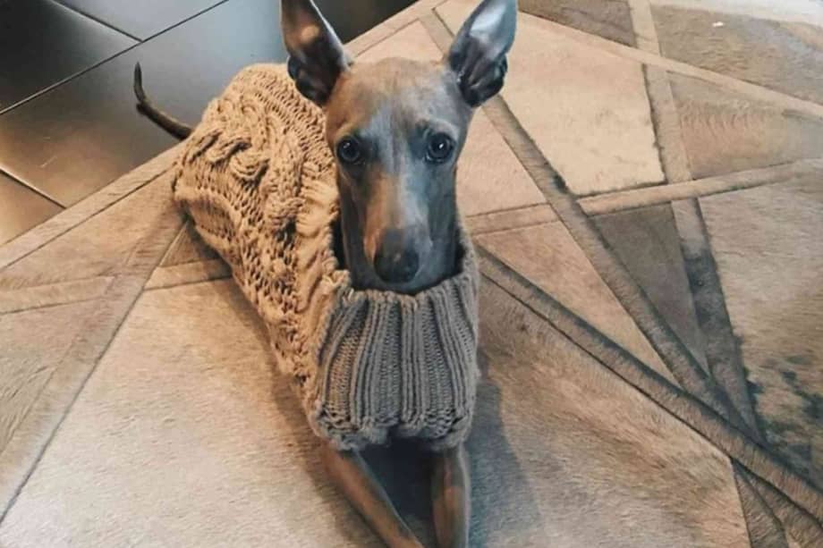 La empresaria compartió un emotivo mensaje en redes sociales donde recordó los momentos vividos junto a su inseparable compañero.