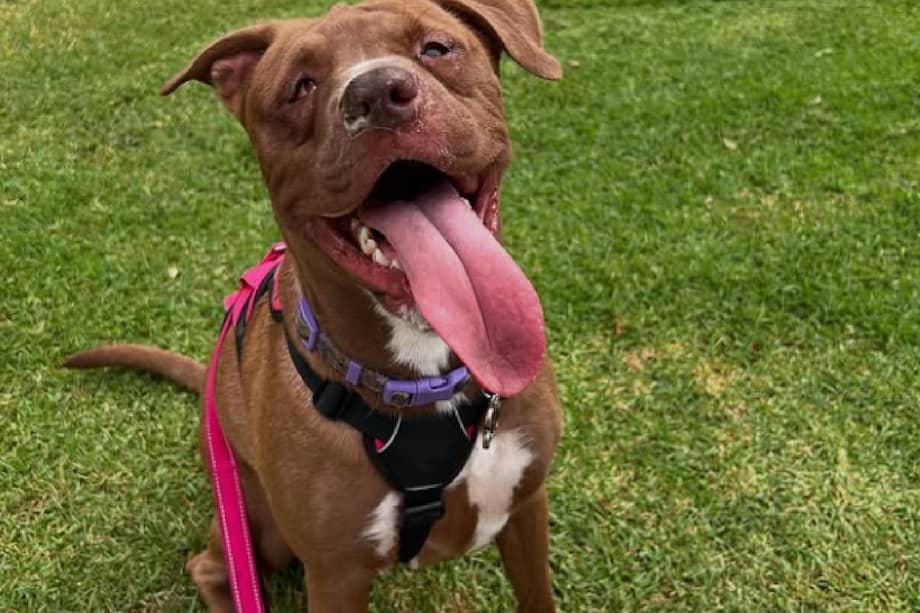 Luna está en clases de baile y aunque aún necesita cuidados especiales, tiene amor de sobra.