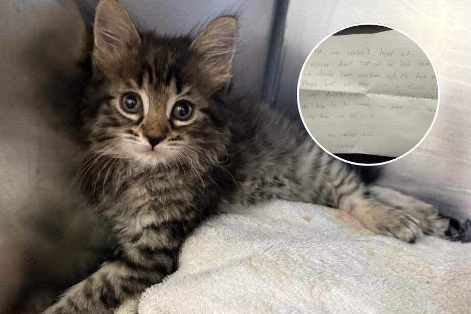 El gato fue abandonado el pasado 6 de octubre por sospecha de leucemia viral felina.