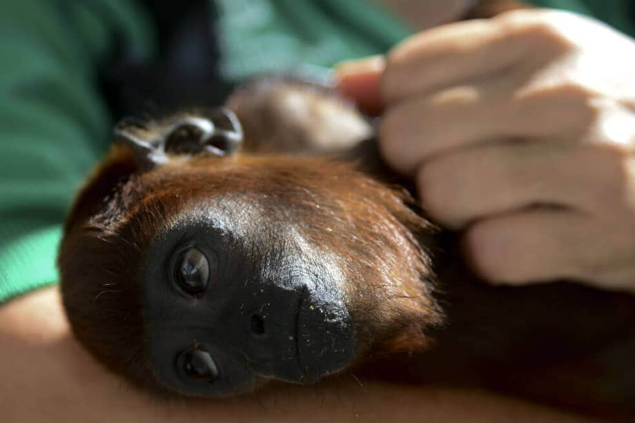 Los monos aulladores enfrentan además otros peligros, son una de las especies más traficadas de Colombia. / AFP