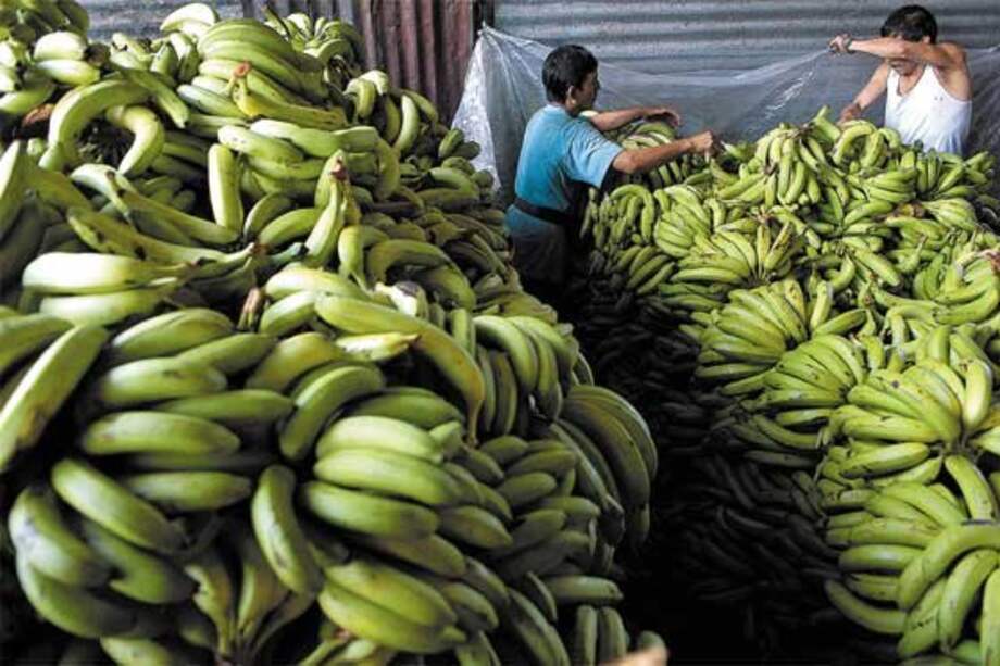 Una carrera científica para salvar el banano favorito de los países ricos