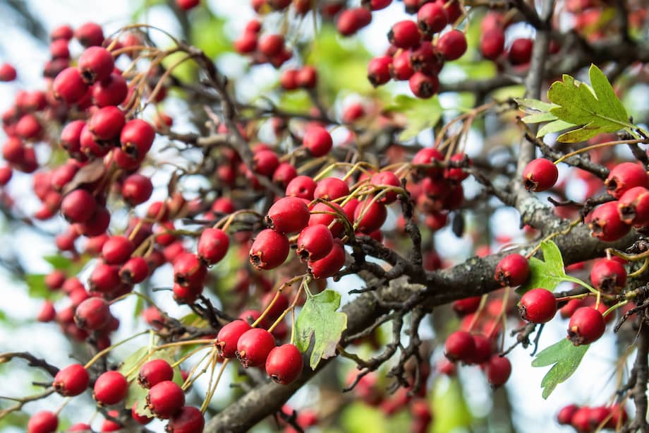 Growing multiple red hawthorns with green leaves