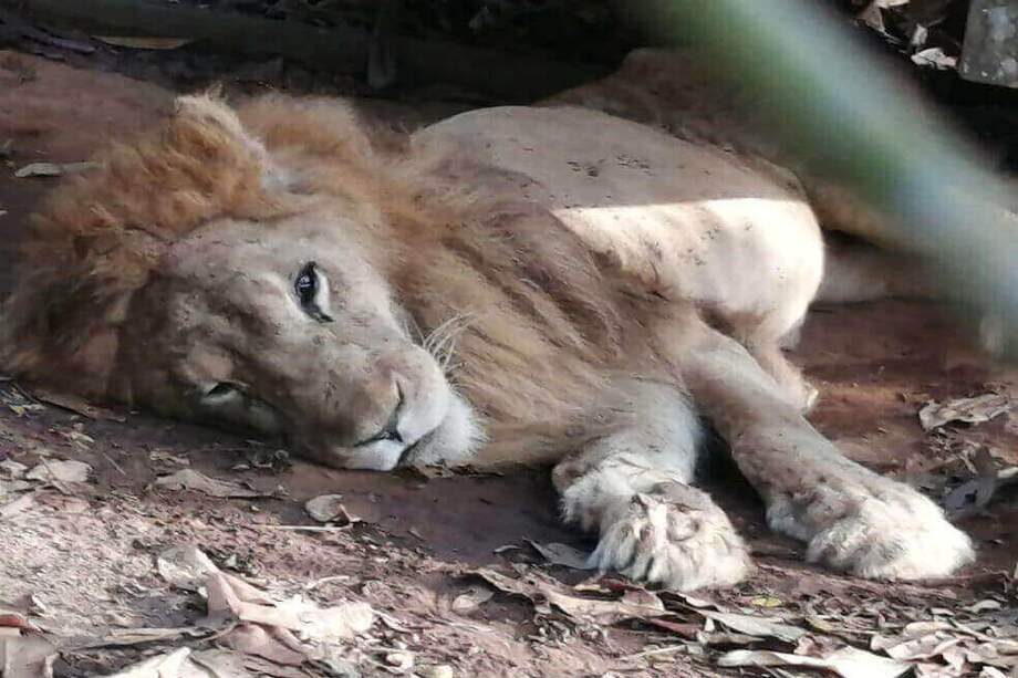El cuerpo del león permanecerá bajo custodia y mañana, 19 de marzo, se le hará la necropsia. / Tomado del Twitter de @TerryHurtado