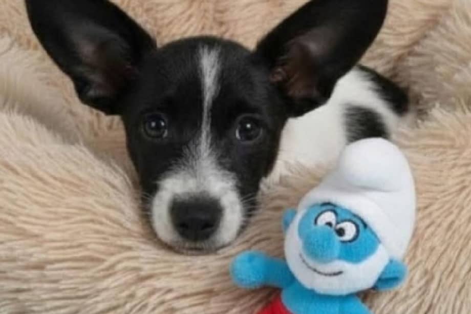 Pitufino es de tamaño pequeño a mediano, convive adecuadamente con otros perros y se encuentra vacunado y desparasitado.