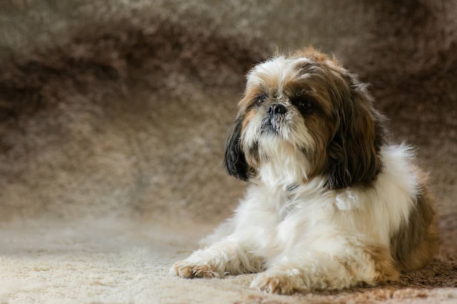 Estos tipos de perros son muy cariñosos e inteligentes y necesitan una atención constante por parte de sus dueños.